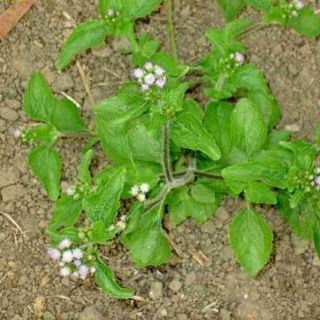 Combo 3 cây cứt lợn , cỏ hôi cây con bầu đất   làm giống