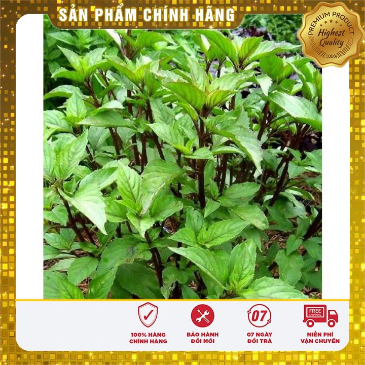 Hạt giống Rau Húng Quê ( gói 2 gram )