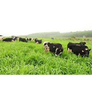 Hạt giống cỏ Mombasa ghine - 500g