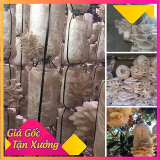 Phôi nấm sò 1 bịch