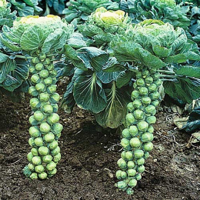 Bán Hạt Giống Bắp Cải Mini dễ trồng ( gói 10 Hạt) tặng 1 phân bón tại Hạt Giống Bốn Mùa