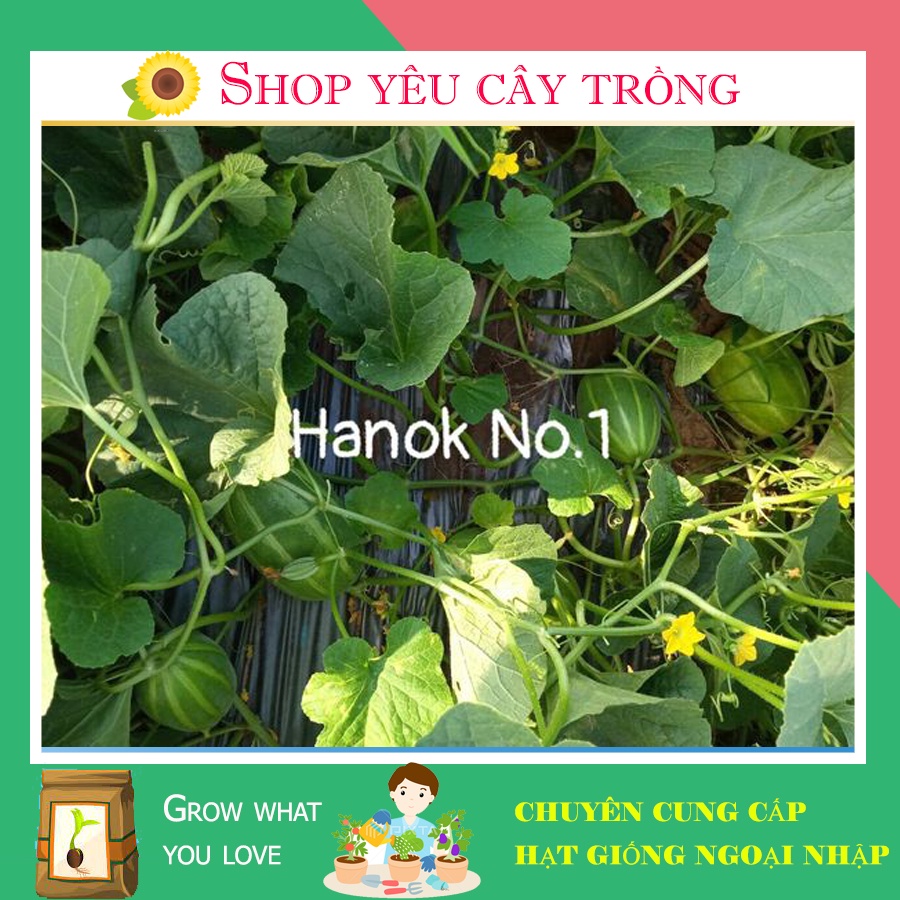 Hạt giống dưa lê hàn quốc Hanok No1 siêu ngọt thơm sai quả gói 10 hạt