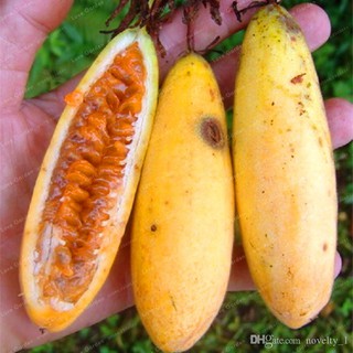 [Mới] - Hạt giống chanh leo chuối giá rẻ