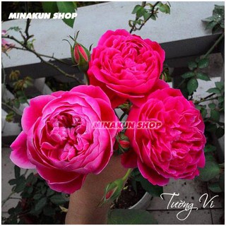 Hoa hồng Tường Vi siêu thơm - MinaKun Shop