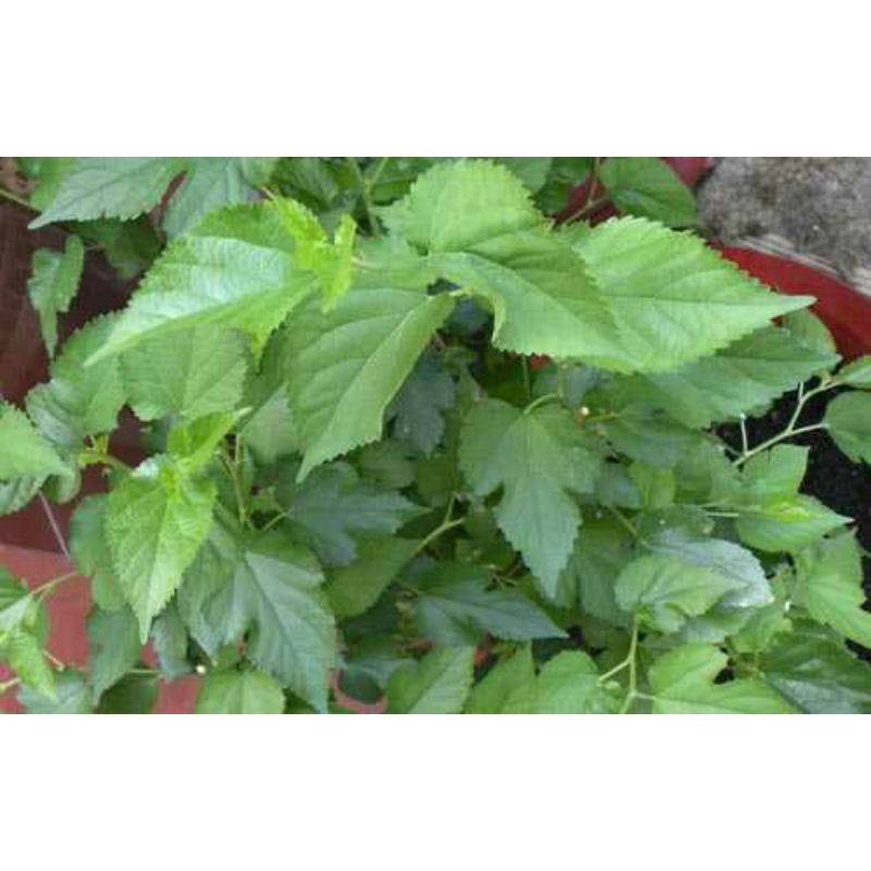 LÁ DÂU TẰM TƯƠI CHO TÉP ĂN - 20 Lá