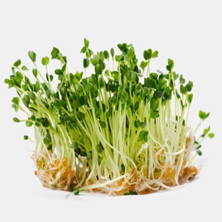 Hạt Giống Rau Cải Mầm Đà Lạt