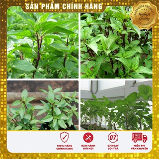 Hạt giống Rau Húng Quê ( gói 2 gram )