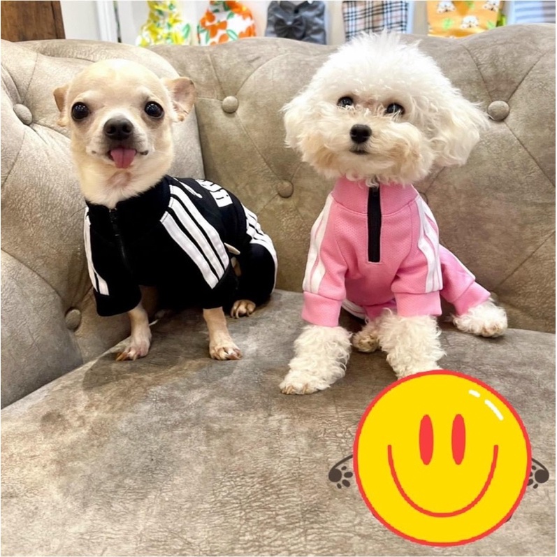 Áo lưới 4 chân baby cho chó mèo