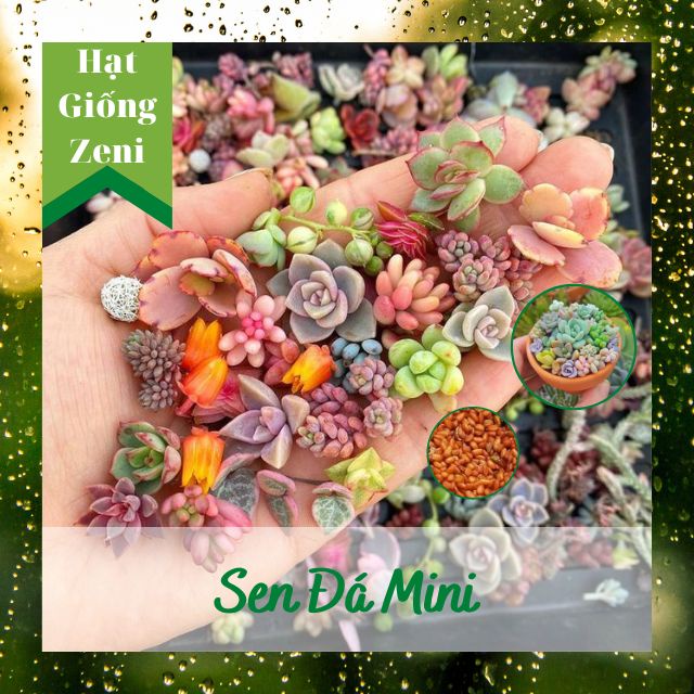 Gói 100 Hạt Giống Sen Đá Mỹ Mini Mix Nhiều Màu, Shop Hạt Giống Zeni ZN00041