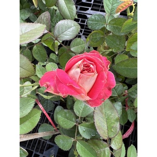 Hồng 2 da Sa Đéc