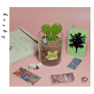 Cây Xương Rồng Tai Thỏ Vàng (Không Dùng Đất - Chậu Thủy Tinh) - Cây Để Bàn, Decor nội thất trong nhà