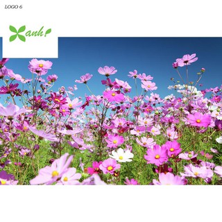 Hạt giống Sao nhái mix (100 hạt)