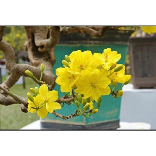 Mai Vàng Bonsai