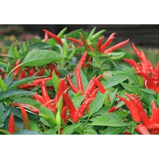 Hạt giống Ớt chỉ thiên
