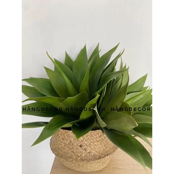 Cây giả - Dứa nam phi giả 45cm Hằng decor
