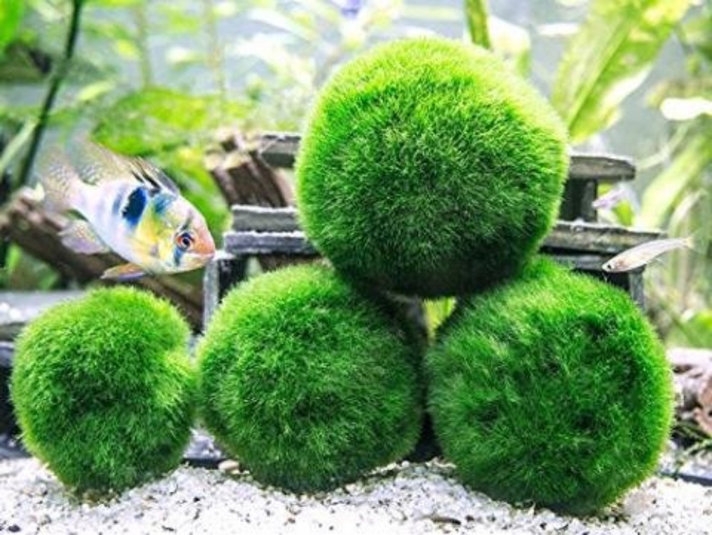 Bóng Rêu - Cầu Rêu Marimo Moss Ball - Tảo Cầu May Mắn Nhật Bản | Trang trí bể cá cảnh, thuỷ sinh, chậu cá văn phòng