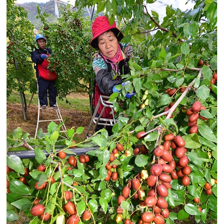 [ Free Ship ] Táo Đỏ Tân Cương [ Hàng loại 1 , Bao ngon chuẩn từng quả ]