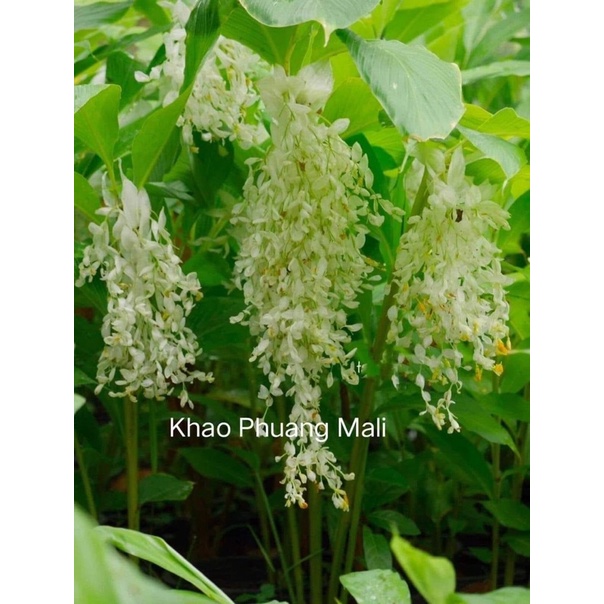 Củ nghệ globa Chơi Tết