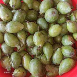 Quả dọc Phú Thọ