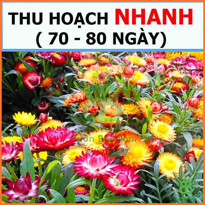Hạt Giống Hoa Cúc Bất Tử F1 Mix Nhiều Màu