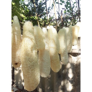 Bông Tắm Tẩy Tế Bào Chết, Xơ Mướp Rửa Chén, Sơ Mướp, Hữu Cơ Xuất Khẩu, Miếng Rửa Chén