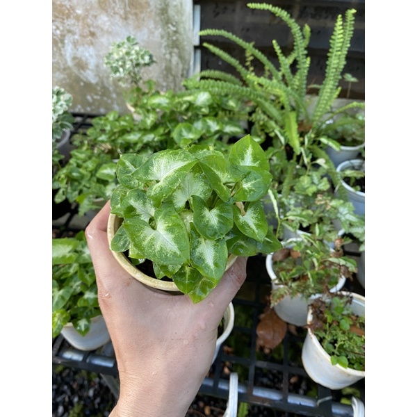 Tiểu Bạch Môn (Môn Mini)