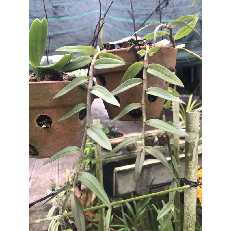 Kie giống lan giả hạc pháp - kie trên 20cm