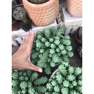 Sen đá chuỗi Ngọc bi