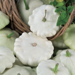 Hạt_Giống_Bí_Đĩa_Bay_Mix 15 hạt( tặng kèm kích mầm và phân bón )