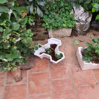 Khay trồng cây cảnh.3 khía