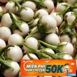 0.5g Hạt giống Cà pháo trắng (tặng gói kích nẩy mầm và hướng dẫn) LuckyseadTG