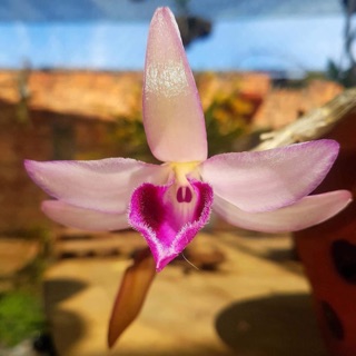 Tali lưỡi đỏ chai giống