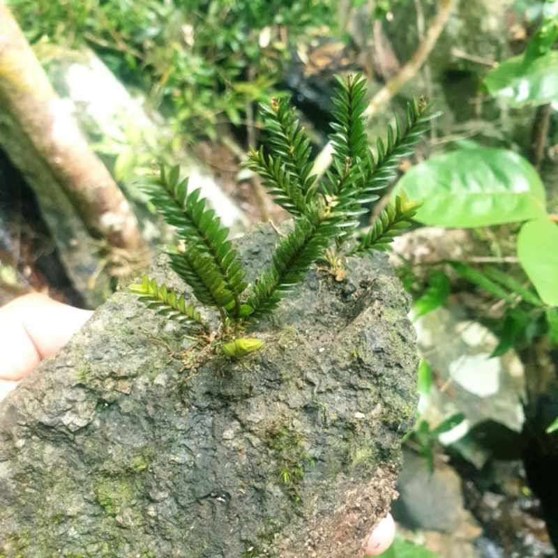 Cây chân rết bonsai tiểu cảnh, thủy sinh hồ cá