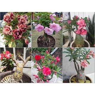 Hạt giống hoa sứ thái lan 10 hạt 10 màu