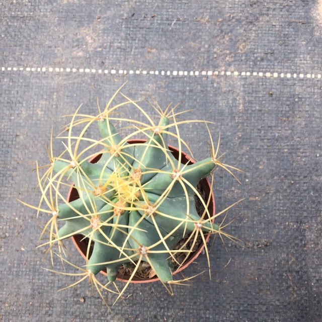 cây xương rồng fero gai vàng 8cm ferocactus glaucescens