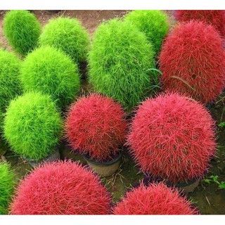 Hạt giống cỏ đổi màu Kochia