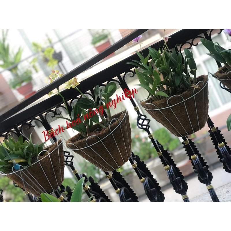 Chậu ốp tường sơ dừa size 17cm