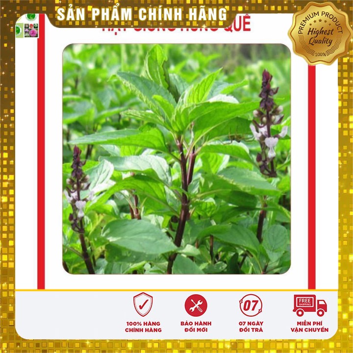 Hạt Giống Húng Quế 2Gram [Bán Sỉ]