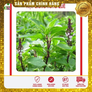 Hạt Giống Húng Quế 2Gram [Bán Sỉ]