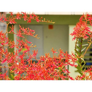 CÂY GIỐNG LAN PHƯỢNG VỸ ĐỎ