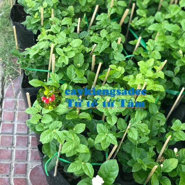caykiengsadec-Cây hoa Lài trà ( lài tiểu thư) hoa thơm + tặng phân bón-cây hoa trang trí sân vườn