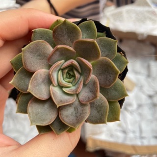 sen đá nâu mới (bầu)