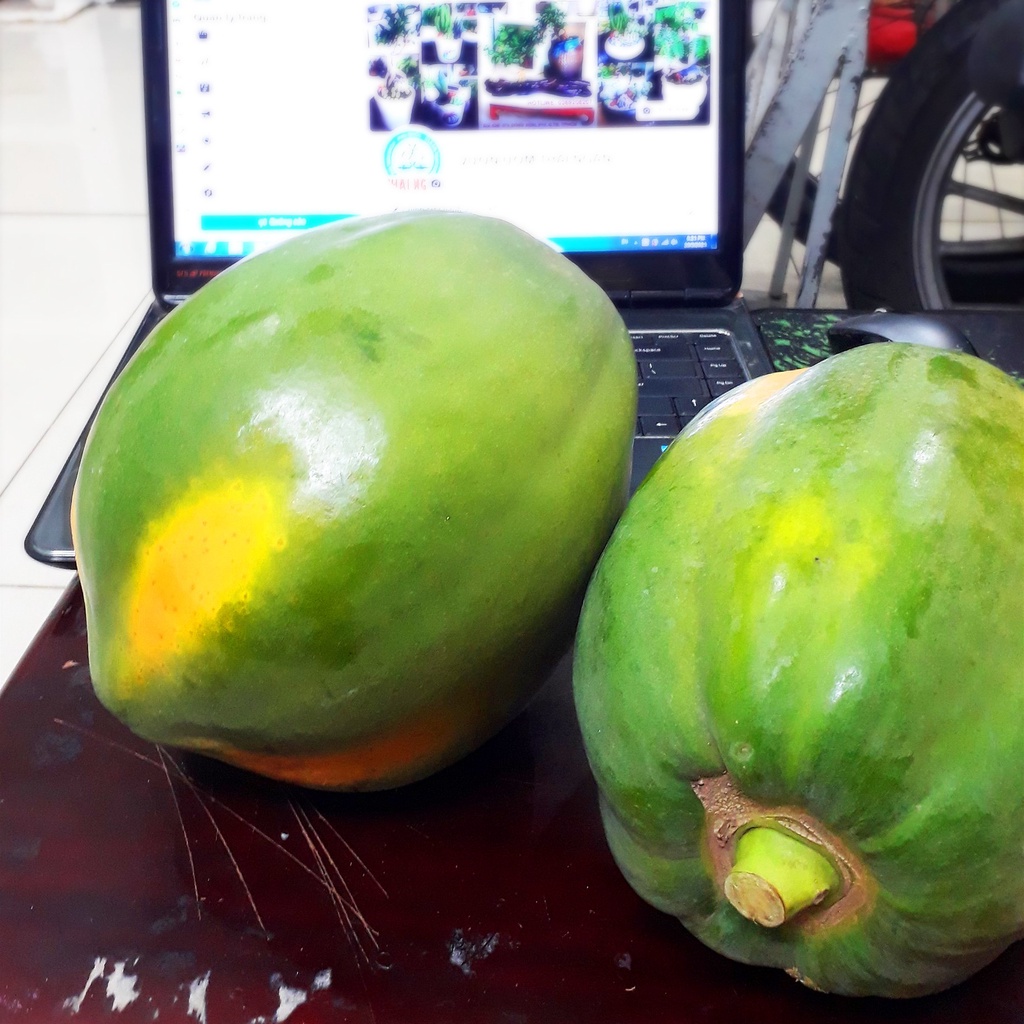 1 Trái Đu Đủ Xanh Nấu Canh, Đu Đủ Sạch Vườn Trồng - Vườn Ươm Thái Ngân