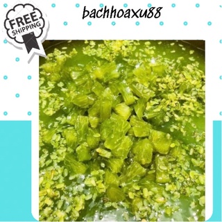 Cốm xanh Hà Nội dùng đồ xôi, nấu chè, làm chả , cốm sấy khô an toàn bachhoaxu88