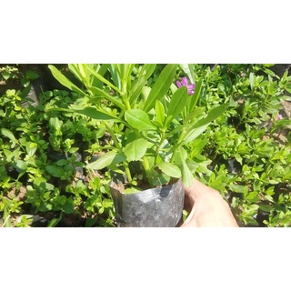 Hạt Giống Sâm Đất  - (Talinum.Crassifolium,Willd)  - 20 hạt