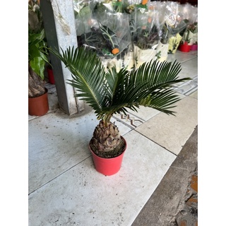 Cây thiên tuế để bàn