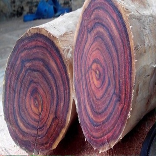 CÂY GIỐNG GỖ SƯA ĐỎ ( sản phẩm có bảo hành)