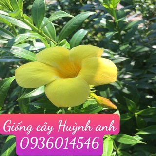 Hoa Huỳnh Anh ( Cây giống)