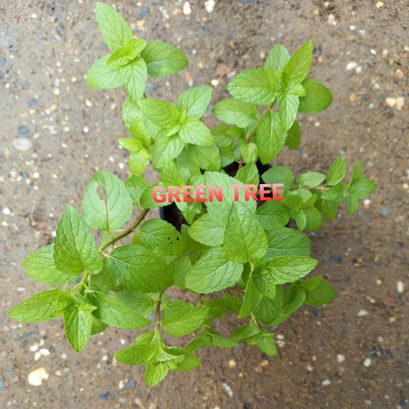 Cây giống bạc hà Âu pepper mint(size vừa)