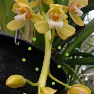 Kiếm Thái hoa vàng thanh lý